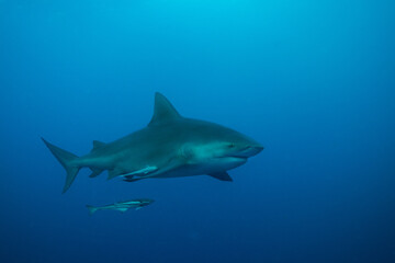 Fototapeta premium A bull shark with pilot fish in the Caribbean Sea near the coast of Playa del Carmen on the Yucatan Peninsula in Mexico