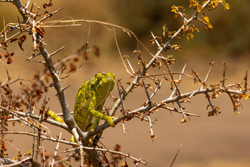Camaleon