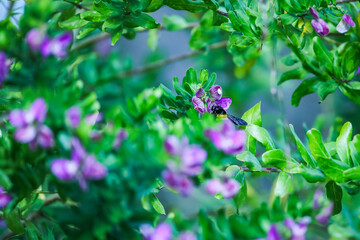 A bumble bee buzzing around some purple flowers on a bush