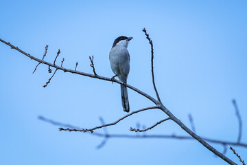 A shrike sitting in a tree