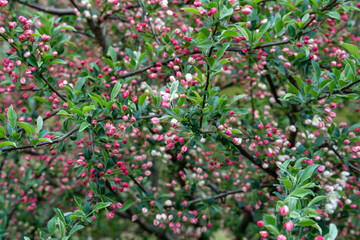 Spring Blossom Tree with Pink Buds.