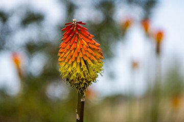 A California Poppy in nature