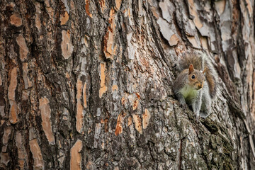Obraz premium Tree Squirrel or Smith's Bush Squirrel [Paraxerus cepapi] in a tree