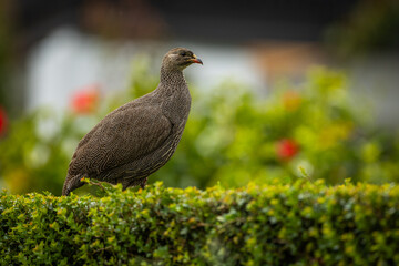 A Cape Spurfowl sitting on a hedge in a garden