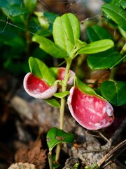 Exobasidium vaccinii, commonly known as &ldquo;red leaf disease,&rdquo; or &ldquo;Azalea Gall,&rdquo; is a biotrophic species of fungus that causes galls on ericaceous plant species  (Vaccinium and Rhododendron spp.). Sweden