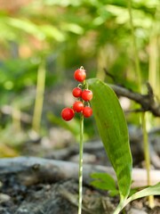 Red berries of the Lily-of-the-valley (Convallaria majalis), also lily of the valley, May bells, Our Lady's tears, and Mary's tears, glovewort, Apollinaris. Sweden