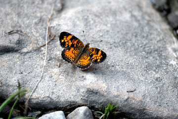 Pearl Crescent Butterfly on rock