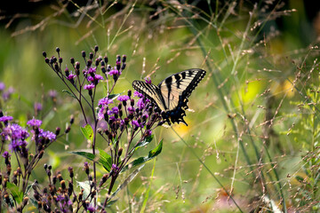 Tiger Swallowtail Butterfly on flower