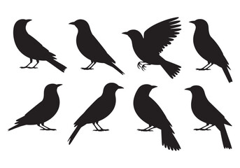 Obraz premium Diverse silhouettes of crows or blackbirds in various poses on a white backdrop white background