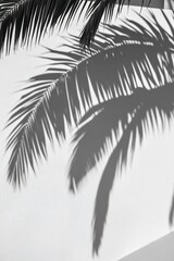 Palm Frond Shadow Play on Textured White Wall in Monochrome