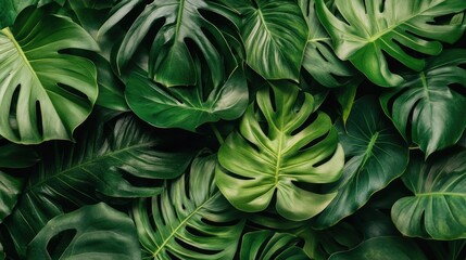 Fototapeta premium Lush Green Monstera Leaves Pattern Background.