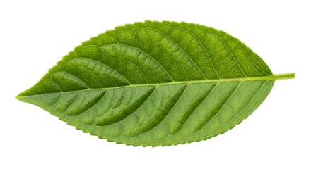 Closeup of a vibrant green leaf showcasing intricate vein patterns and a smooth texture.