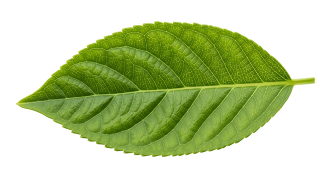 Closeup of a vibrant green leaf showcasing intricate vein patterns and a smooth texture.