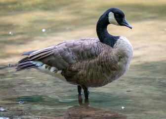 A Canada goose stands in shallow water, its brown and white feathers highlighted against the calm surface.