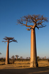 Fototapeta premium Majestic baobab trees stand tall in a golden dry landscape under a clear blue sky.