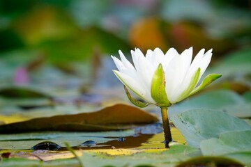  White water lily in the lilypads.