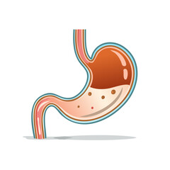 Human Stomach Anatomy Illustration with Internal Details and Digestive Fluid Graphic, Ideal for Medical Educational Resources