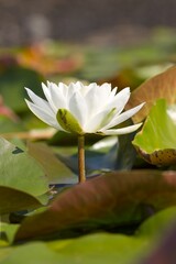  White water lily behind lilypads.