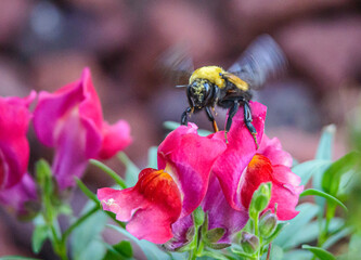 Bumblebee and the Snapdragon