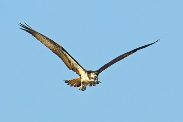 Obraz premium Flying osprey searches for food.