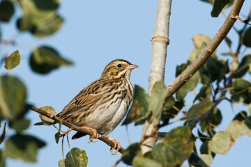  Song sparrow perched in tree.