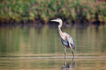  Heron walks in the shallow water.