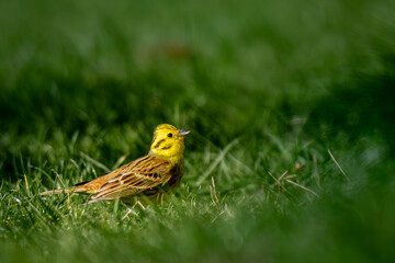 Yellowhammer in a meadow