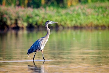 Naklejka premium Great blue heron in the shallow water.