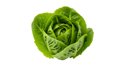 Fototapeta premium Fresh Green Romaine Lettuce Head Isolated on Black and Green Background