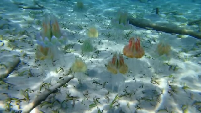 Vibrant Colony of Upside Down Jellyfish on a Sandy Seabed Surrounded by Green Grass and Turquoise Water Colorful Marine Life and Protozoa Biodiversity in Underwater Marine Environment
