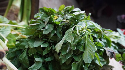 Dense cluster of leafy greens highlighted under lighting