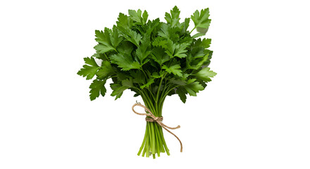 Fresh Green Parsley Bunch Tied with Twine on a Dark Background