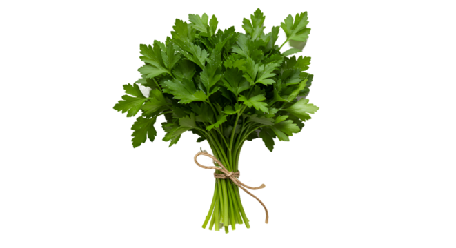 Fresh Green Parsley Bunch Tied with Twine on a Dark Background