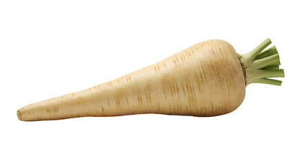 Freshly Harvested Parsnip Root Vegetable with Green Stem on Dark Background