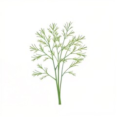 Fresh green dill branch illustration representing herbs for cooking and healthy eating 