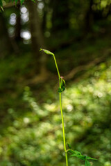 秋の森　木陰のノダケの蕾04