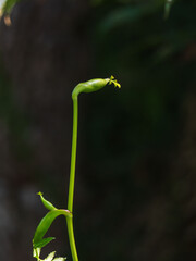 秋の森　木陰のノダケの蕾08
