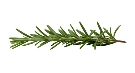 Fototapeta premium Fresh Rosemary Sprig with Vibrant Green Leaves on Dark Background