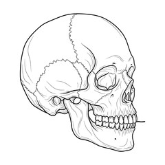 Detailed Human Skull Anatomical Illustration in Line Art