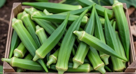 Fototapeta premium Freshly Harvested Green Okra Pods in a Wooden Crate Ready for Cooking