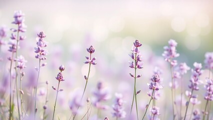 Obraz premium Soft focus close up of delicate purple lavender flowers in a field
