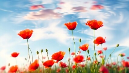 Obraz premium Vibrant red poppies bloom against a bright blue sky with reflected clouds
