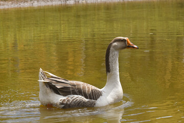 Female Goose Gracefully Swimming on a Calm Lake