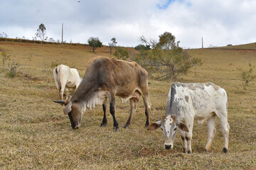 Cow on a Pasture in Minas Gerais, Brazil – Rural Livestock and Dairy Farming Scene