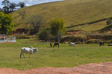 Cow on a Pasture in Minas Gerais, Brazil &ndash; Rural Livestock and Dairy Farming Scene