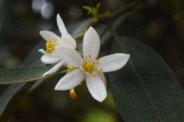 Lemon Tree Branch Covered with Fragrant White Flowers in Bloom