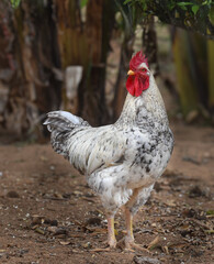 Colorful rooster standing on rural farmyard