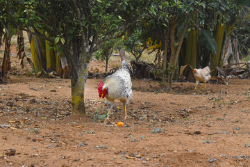 Colorful rooster standing on rural farmyard