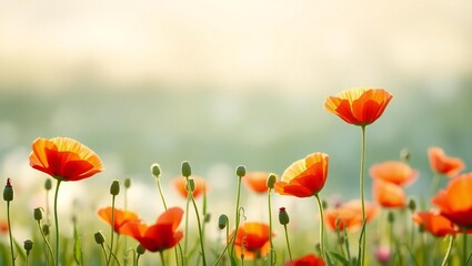 Obraz premium Vibrant orange poppies blooming in a sunlit meadow with soft focus background