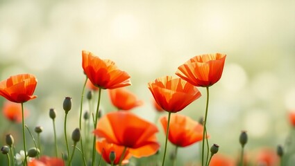 Obraz premium Vibrant orange poppies bloom in a soft focus meadow with gentle sunlight